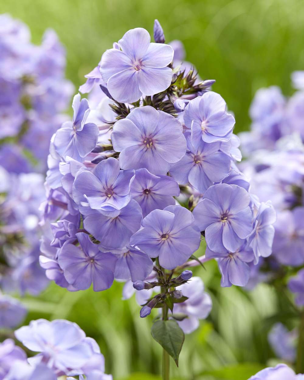 Høstfloks 'Sweet Summer Ocean'